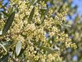 معرفی و نگهداری زیتون برگ‌ریز (Olea paniculata) در باغ و فضای سبز